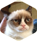 Grumpy Cat